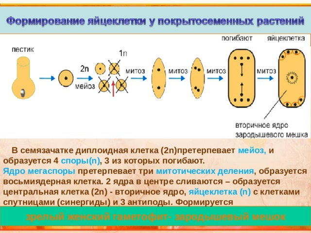  В семязачатке диплоидная клетка (2 n )претерпевает мейоз, и образуется 4 споры( n ) , 3 из которых погибают. Ядро мегаспоры претерпевает три митотических деления , образуется восьмиядерная клетка. 2 ядра в центре сливаются – образуется центральная клетка (2 n ) - вторичное ядро, яйцеклетка  ( n) с клетками спутницами (синергиды) и 3 антиподы. Формируется зрелый женский гаметофит- зародышевый мешок 