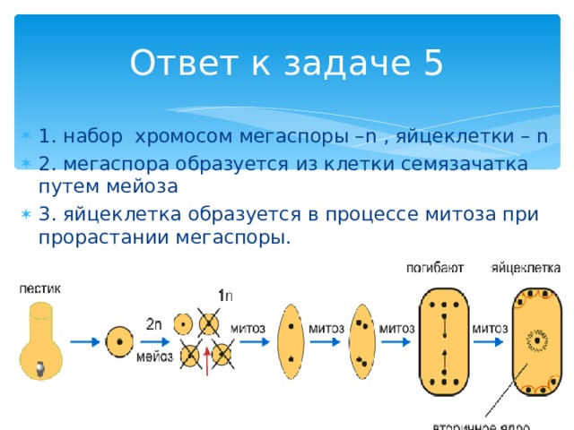 Ответ к задаче 5 1. набор хромосом мегаспоры – n , яйцеклетки – n 2. мегаспора образуется из клетки семязачатка путем мейоза 3. яйцеклетка образуется в процессе митоза при прорастании мегаспоры. 