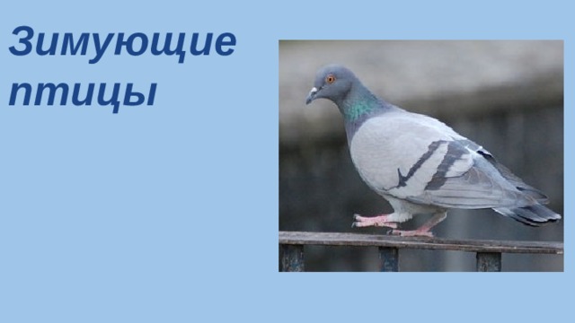 Зимующие птицы 