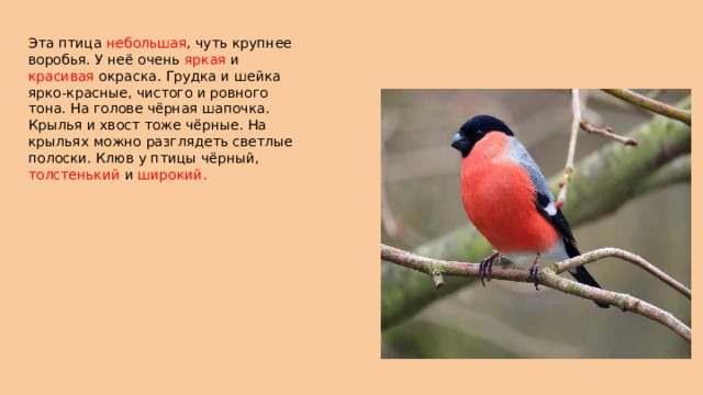 Эта птица небольшая , чуть крупнее воробья. У неё очень яркая и красивая окраска. Грудка и шейка ярко-красные, чистого и ровного тона. На голове чёрная шапочка. Крылья и хвост тоже чёрные. На крыльях можно разглядеть светлые полоски. Клюв у птицы чёрный, толстенький и широкий. 