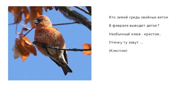 Кто зимой средь хвойных веток В феврале выводит деток? Необычный клюв - крестом, Птичку ту зовут ... (Клестом) 