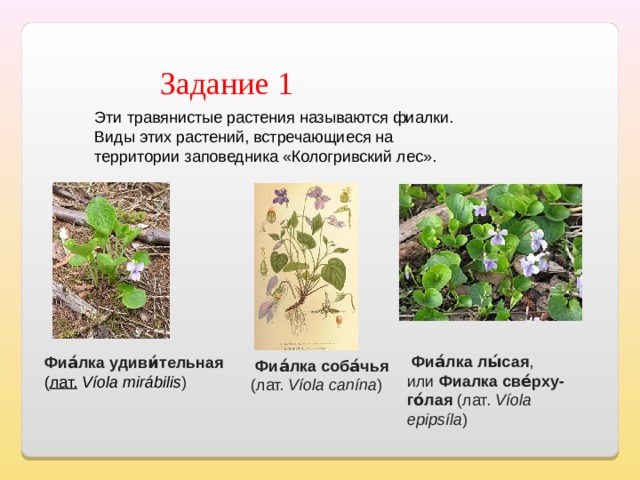 Задание 1 Эти травянистые растения называются фиалки. Виды этих растений, встречающиеся на территории заповедника «Кологривский лес».      Фиа́лка соба́чья   (лат. Víola canína )     Фиа́лка лы́сая , или  Фиалка све́рху-го́лая  (лат.  Víola epipsíla )  Фиа́лка удиви́тельная   ( лат.   Víola mirábilis )  