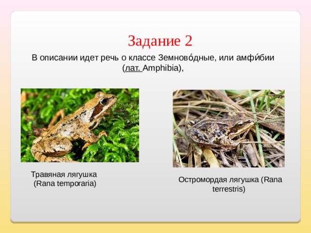 Задание 2 В описании идет речь о классе Земново́дные, или амфи́бии  ( лат. Amphibia),  Травяная лягушка ( Rana temporaria)  Остромордая лягушка ( Rana terrestris)  