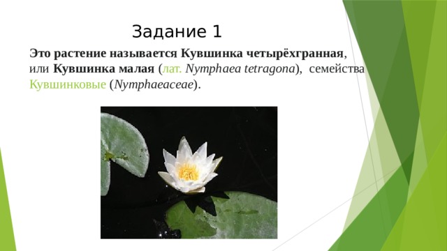Задание 1 Это растение называется Кувшинка четырёхгранная , или  Кувшинка малая  ( лат.   Nymphaea tetragona ),  семейства  Кувшинковые  ( Nymphaeaceae ). 