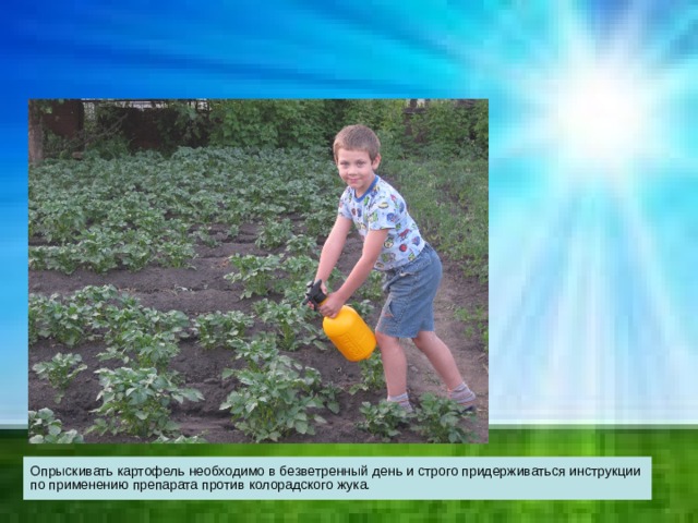 Опрыскивать картофель необходимо в безветренный день и строго придерживаться инструкции по применению препарата против колорадского жука. 
