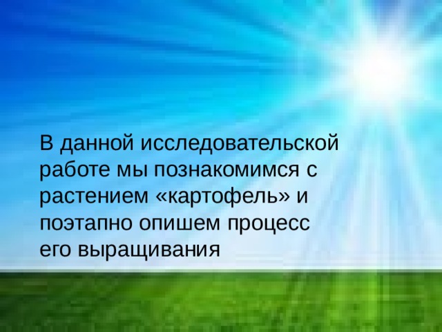  В данной исследовательской работе мы познакомимся с растением «картофель» и поэтапно опишем процесс его выращивания 
