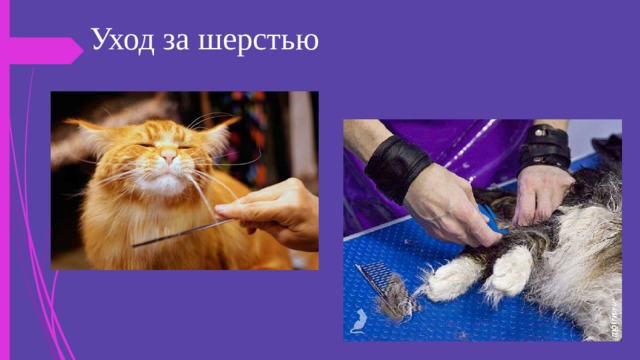 Уход за шерстью 