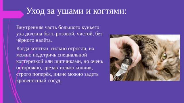 Уход за ушами и когтями: Внутренняя часть большого куньего уха должна быть розовой, чистой, без чёрного налёта. Когда коготки  сильно отросли, их можно подстричь специальной когтерезкой или щипчиками, но очень осторожно, срезав только кончик, строго поперёк, иначе можно задеть кровеносный сосуд. 