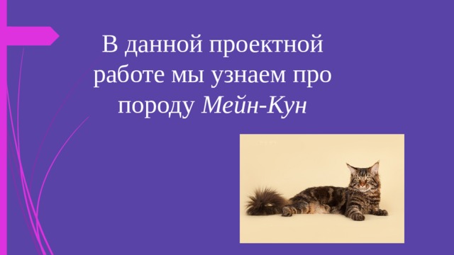 В данной проектной работе мы узнаем про породу Мейн-Кун 