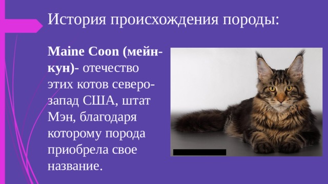 Проект про мейн куна Презентация:"Мой любимец" - Начальные классы - Презентации - 3 класс