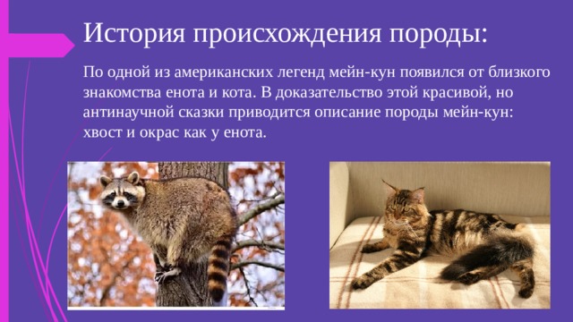 История происхождения породы: По одной из американских легенд мейн-кун появился от близкого знакомства енота и кота. В доказательство этой красивой, но антинаучной сказки приводится описание породы мейн-кун: хвост и окрас как у енота. 