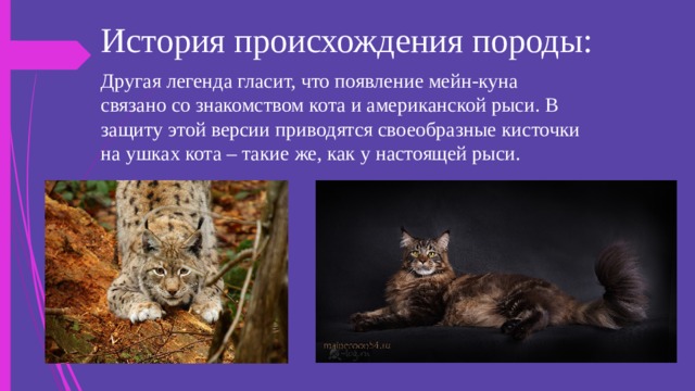 История происхождения породы: Другая легенда гласит, что появление мейн-куна связано со знакомством кота и американской рыси. В защиту этой версии приводятся своеобразные кисточки на ушках кота – такие же, как у настоящей рыси. 