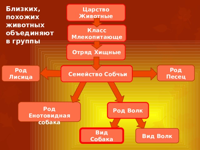 Близких, похожих животных объединяют в группы Царство Животные Класс Млекопитающе Отряд Хищные Род Песец Род Лисица Семейство Собчьи Род Волк Род Енотовидная собака Вид Собака Вид Волк 