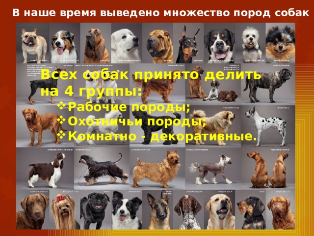 В наше время выведено множество пород собак Всех собак принято делить на 4 группы: Рабочие породы; Охотничьи породы; Комнатно - декоративные. Рабочие породы; Охотничьи породы; Комнатно - декоративные. 