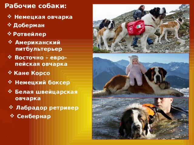Рабочие собаки:  Немецкая овчарка Доберман Ротвейлер Американский  питбультерьер Восточно – евро-  пейская овчарка Кане Корсо Немецкий боксер Белая швейцарская  овчарка Лабрадор ретривер Сенбернар  