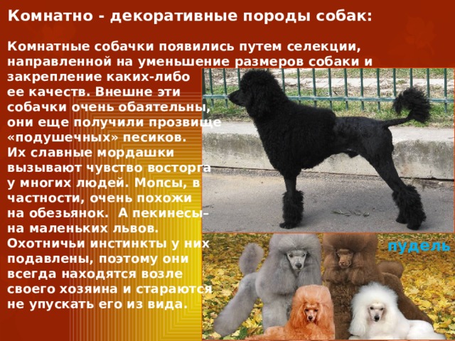 Комнатно - декоративные породы собак: Комнатные собачки появились путем селекции, направленной на уменьшение размеров собаки и закрепление каких-либо ее качеств. Внешне эти собачки очень обаятельны, они еще получили прозвище «подушечных» песиков. Их славные мордашки вызывают чувство восторга у многих людей. Мопсы, в частности, очень похожи на обезьянок. А пекинесы– на маленьких львов. Охотничьи инстинкты у них подавлены, поэтому они всегда находятся возле своего хозяина и стараются не упускать его из вида. Бишон фризе Гриффон  Русский той терьер Французский бульдог Русская цветная болонка Пекинес  Шпиц пудель Далматин Чихуахуа Мальтийская болонка Вест-хайленд-терьер Мопс Йоркширский терьер 