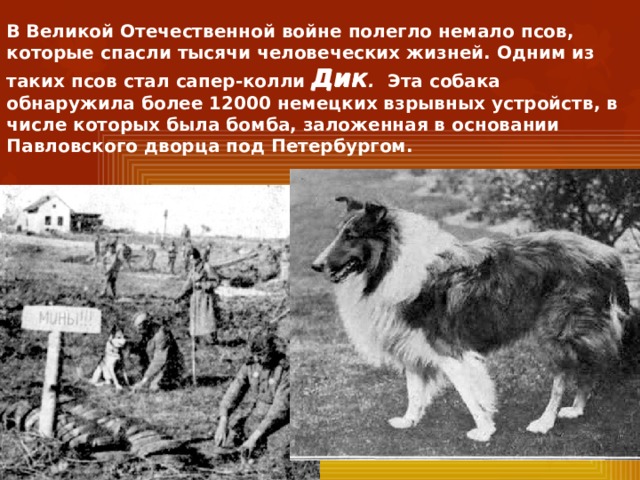 В Великой Отечественной войне полегло немало псов, которые спасли тысячи человеческих жизней. Одним из таких псов стал сапер-колли Дик . Эта собака обнаружила более 12000 немецких взрывных устройств, в числе которых была бомба, заложенная в основании Павловского дворца под Петербургом.  Дик 