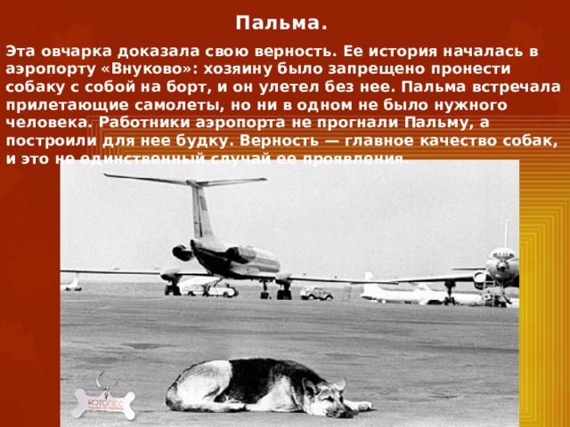 Пальма. Эта овчарка доказала свою верность. Ее история началась в аэропорту «Внуково»: хозяину было запрещено пронести собаку с собой на борт, и он улетел без нее. Пальма встречала прилетающие самолеты, но ни в одном не было нужного человека. Работники аэропорта не прогнали Пальму, а построили для нее будку. Верность — главное качество собак, и это не единственный случай ее проявления.  