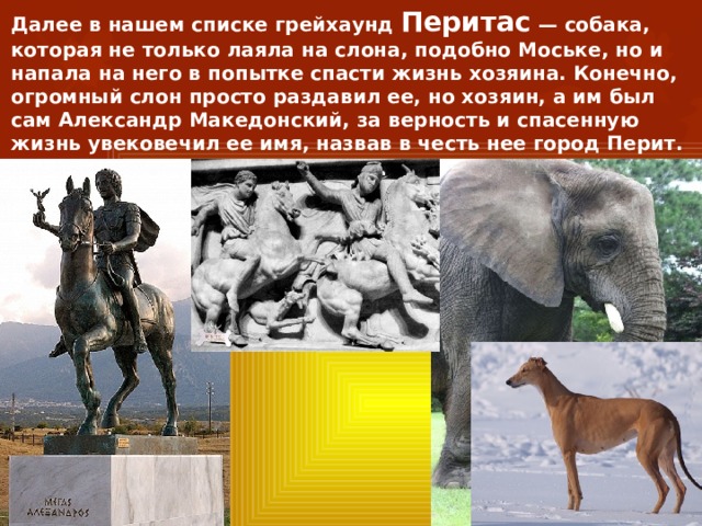 Далее в нашем списке грейхаунд Перитас  — собака, которая не только лаяла на слона, подобно Моське, но и напала на него в попытке спасти жизнь хозяина. Конечно, огромный слон просто раздавил ее, но хозяин, а им был сам Александр Македонский, за верность и спасенную жизнь увековечил ее имя, назвав в честь нее город Перит. 