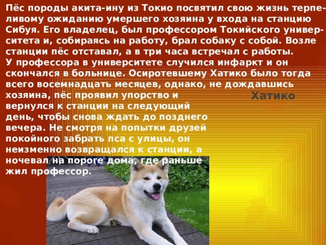Пёс породы акита-ину из Токио посвятил свою жизнь терпе- ливому ожиданию умершего хозяина у входа на станцию Сибуя. Его владелец, был профессором Токийского универ- ситета и, собираясь на работу, брал собаку с собой. Возле станции пёс отставал, а в три часа встречал с работы. У профессора в университете случился инфаркт и он скончался в больнице. Осиротевшему Хатико было тогда всего восемнадцать месяцев, однако, не дождавшись хозяина, пёс проявил упорство и вернулся к станции на следующий день, чтобы снова ждать до позднего вечера. Не смотря на попытки друзей покойного забрать пса с улицы, он неизменно возвращался к станции, а ночевал на пороге дома, где раньше жил профессор. Хатико 