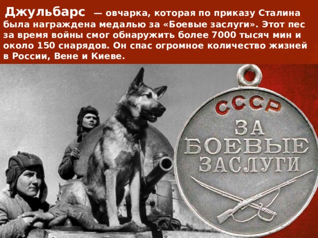Джульбарс — овчарка, которая по приказу Сталина была награждена медалью за «Боевые заслуги». Этот пес за время войны смог обнаружить более 7000 тысяч мин и около 150 снарядов. Он спас огромное количество жизней в России, Вене и Киеве. Джульбарс 