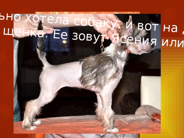  Я очень сильно хотела собаку, и вот на день рождения мне подарили щенка. Ее зовут Ясения или просто Яся 