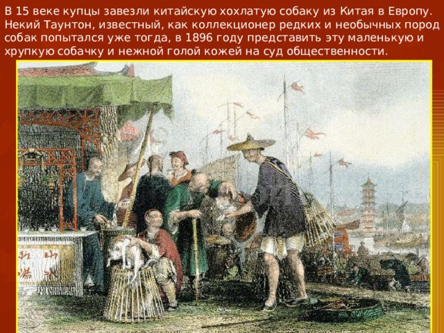 В 15 веке купцы завезли китайскую хохлатую собаку из Китая в Европу. Некий Таунтон, известный, как коллекционер редких и необычных пород собак попытался уже тогда, в 1896 году представить эту маленькую и хрупкую собачку и нежной голой кожей на суд общественности. 