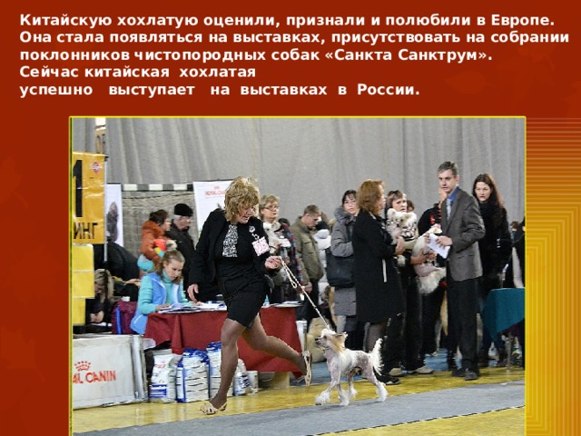Китайскую хохлатую оценили, признали и полюбили в Европе. Она стала появляться на выставках, присутствовать на собрании поклонников чистопородных собак «Санкта Санктрум». Сейчас китайская хохлатая успешно выступает на выставках в России. 