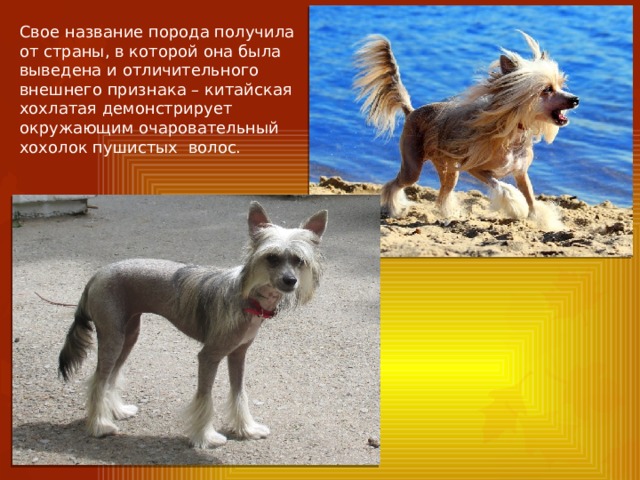 Свое название порода получила от страны, в которой она была выведена и отличительного внешнего признака – китайская хохлатая демонстрирует окружающим очаровательный хохолок пушистых волос. 