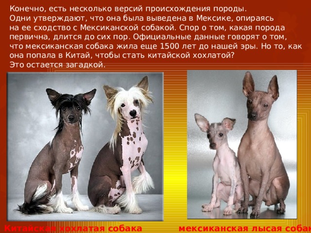 Конечно, есть несколько версий происхождения породы. Одни утверждают, что она была выведена в Мексике, опираясь на ее сходство с Мексиканской собакой. Спор о том, какая порода первична, длится до сих пор. Официальные данные говорят о том, что мексиканская собака жила еще 1500 лет до нашей эры. Но то, как она попала в Китай, чтобы стать китайской хохлатой? Это остается загадкой. Китайская хохлатая собака мексиканская лысая собака 