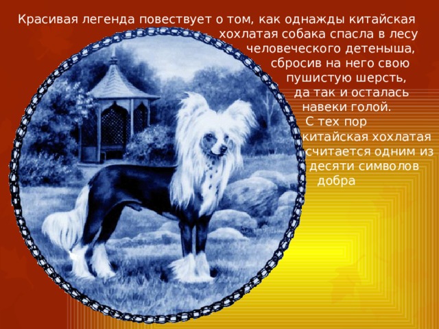 Красивая легенда повествует о том, как однажды китайская  хохлатая собака спасла в лесу  человеческого детеныша,  сбросив на него свою  пушистую шерсть,  да так и осталась  навеки голой.  С тех пор  китайская хохлатая  считается одним из  десяти символов  добра 