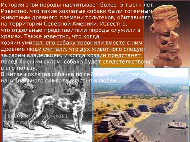 История этой породы насчитывает более 5 тысяч лет. Известно, что такие хохлатые собаки были тотемным животным древнего племени тольтеков, обитавшего на территории Северной Америки. Известно, что отдельные представители породы служили в храмах. Также известно, что когда хозяин умирал, его собаку хоронили вместе с ним. Древние люди считали, что дух животного следует за своим владельцем, и когда хозяин предстанет перед высшим судом, собака будет свидетельствовать в его пользу.  В Китае хохлатая собачка по сей день носит статус национального символа счастья и любви 