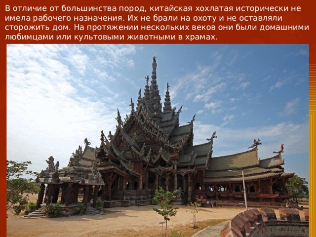 В отличие от большинства пород, китайская хохлатая исторически не имела рабочего назначения. Их не брали на охоту и не оставляли сторожить дом. На протяжении нескольких веков они были домашними любимцами или культовыми животными в храмах. 