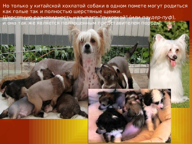 Но только у китайской хохлатой собаки в одном помете могут родиться как голые так и полностью шерстяные щенки. Шерстяную разновидность называют 