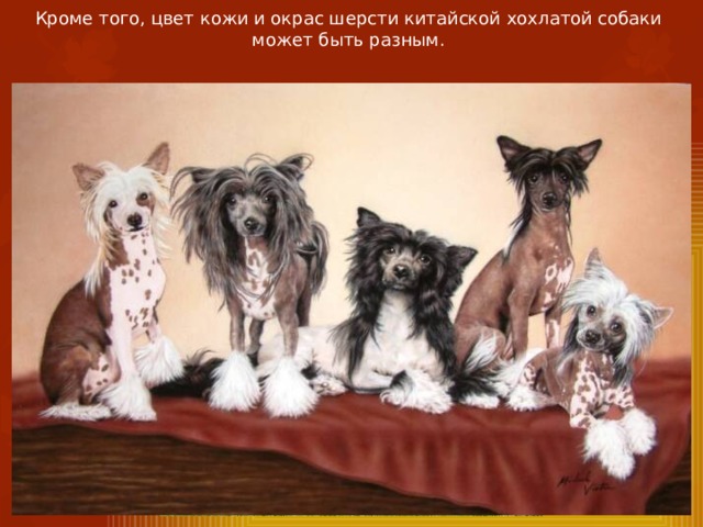 Кроме того, цвет кожи и окрас шерсти китайской хохлатой собаки может быть разным. 