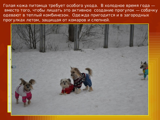 Голая кожа питомца требует особого ухода. В холодное время года —  вместо того, чтобы лишать это активное создание прогулок — собачку одевают в теплый комбинезон. Одежда пригодится и в загородных прогулках летом, защищая от комаров и слепней. 