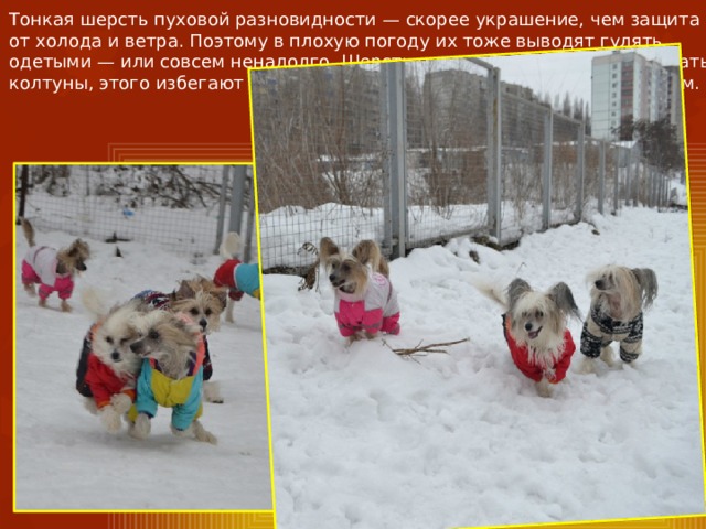 Тонкая шерсть пуховой разновидности — скорее украшение, чем защита от холода и ветра. Поэтому в плохую погоду их тоже выводят гулять одетыми — или совсем ненадолго. Шерсть пуховок склонна образовывать колтуны, этого избегают ежедневным расчесыванием и частым мытьем. 