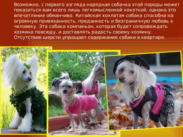 Возможно, с первого взгляда нарядная собачка этой породы может показаться вам всего лишь легкомысленной кокеткой, однако это впечатление обманчиво. Китайская хохлатая собака способна на огромную привязанность, преданность и безграничную любовь к человеку. Эта собака компаньон, которая будет сопровождать хозяина повсюду, и доставлять радость своему хозяину. Отсутствие шерсти упрощает содержание собаки в квартире. 