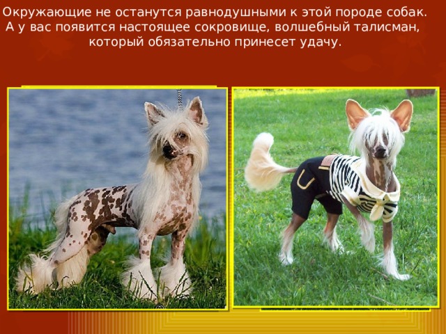 Окружающие не останутся равнодушными к этой породе собак. А у вас появится настоящее сокровище, волшебный талисман, который обязательно принесет удачу. 