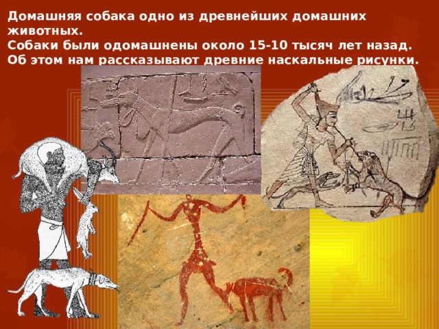 Домашняя собака одно из древнейших домашних животных. Собаки были одомашнены около 15-10 тысяч лет назад. Об этом нам рассказывают древние наскальные рисунки.  