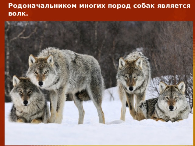 Родоначальником многих пород собак является волк.  