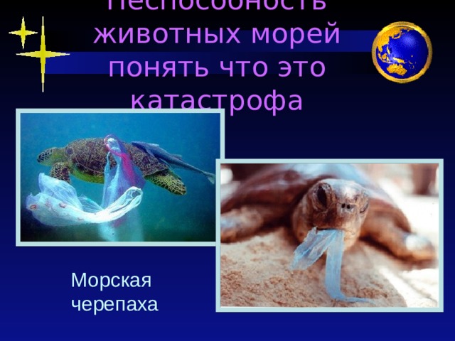 Неспособность животных морей понять что это катастрофа Морская черепаха  