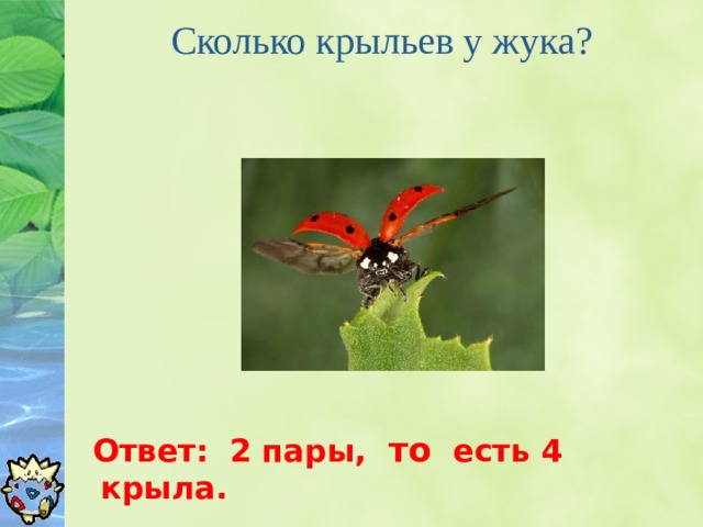 Жуки ответы. Сколько крыльев у жука. Сколько крыльев у жука ответ. Сколько крыльев у Жуков. Сколько пар крыльев у Жуков.