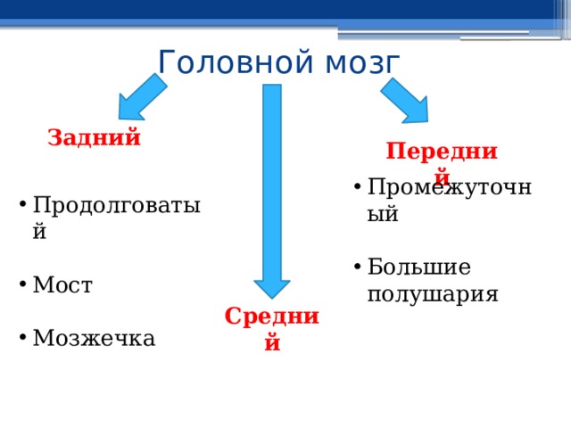Головной мозг Задний Передний Промежуточный Большие полушария Продолговатый Мост Мозжечка Средний 
