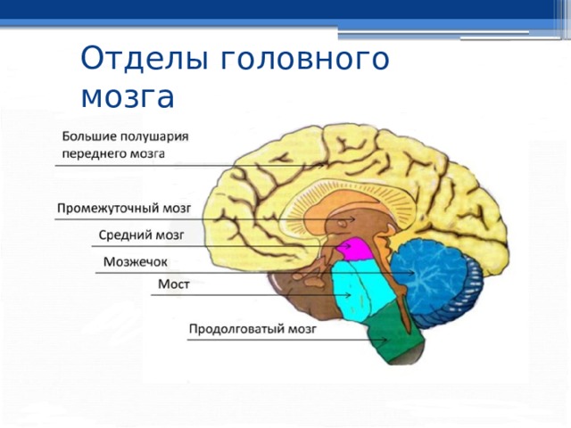 Отделы головного мозга 