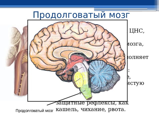 Продолговатый мозг  Продолговатый мозг - жизненно важный отдел ЦНС, представляющий собой продолжение спинного мозга, имеет длину 2,5—3 см. Продолговатый мозг выполняет рефлекторную и проводниковую функции: регулирует пищеварение, дыхание, сердечнососудистую деятельность, жевание, глотание, а также такие защитные рефлексы, как кашель, чихание, рвота. Продолговатый мозг 
