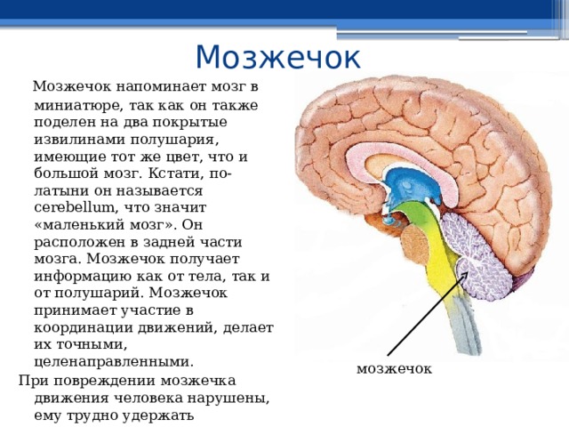 Мозжечок  Мозжечок напоминает мозг в миниатюре, так как он также поделен на два покрытые извилинами полушария, имеющие тот же цвет, что и большой мозг. Кстати, по-латыни он называется cerebellum, что значит «маленький мозг». Он расположен в задней части мозга. Мозжечок получает информацию как от тела, так и от полушарий. Мозжечок принимает участие в координации движений, делает их точными, целенаправленными. При повреждении мозжечка движения человека нарушены, ему трудно удержать равновесие, его походка напоминает походку потерявшего ориентацию человека. мозжечок 