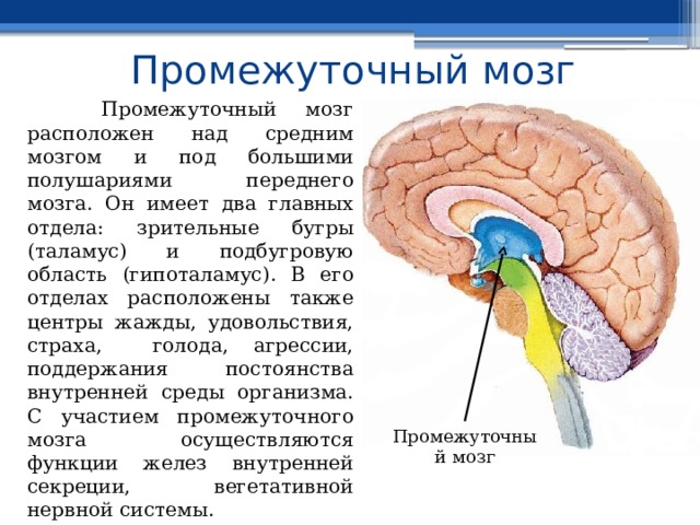 Средний мозг  Средний мозг – участвует в рефлекторной регуляции различного рода движений, возникающих под влиянием зрительных и слуховых импульсов. Состоит из ножек мозга (белое вещество) и «четверохолмия» (серое вещество). 1. Двигательные функции (поворот головы, глаз в сторону источника света). 2. Сенсорные функции (например зрение - изменение величины зрачка, кривизны хрусталика в зависимости от яркости света). 3. Регулировка актов жевания и глотания (продолжительности) 4. Обеспечения точных движений рук (например, при письме). Средний мозг 