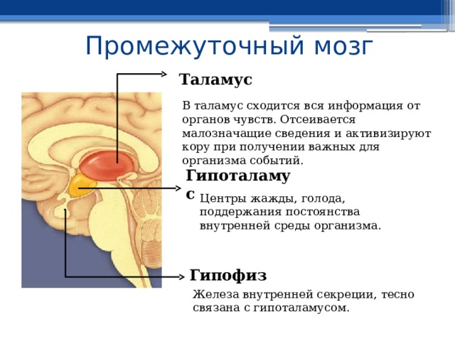 Промежуточный мозг  Промежуточный мозг расположен над средним мозгом и под большими полушариями переднего мозга. Он имеет два главных отдела: зрительные бугры (таламус) и подбугровую область (гипоталамус). В его отделах расположены также центры жажды, удовольствия, страха, голода, агрессии, поддержания постоянства внутренней среды организма. С участием промежуточного мозга осуществляются функции желез внутренней секреции, вегетативной нервной системы. Промежуточный мозг 