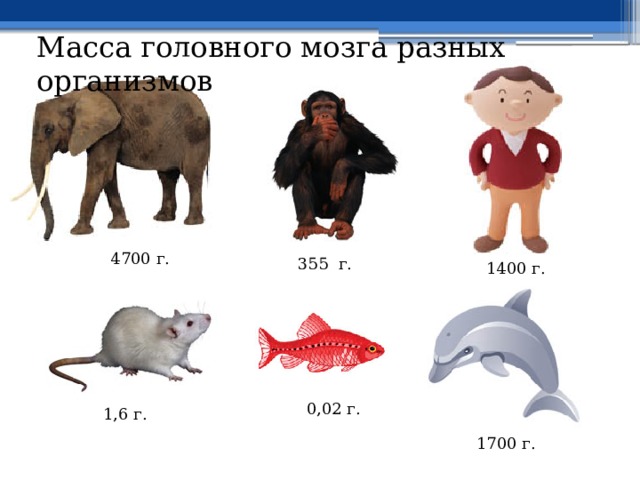Масса головного мозга разных организмов 4700 г. 355 г. 1400 г. 0,02 г. 1,6 г. 1700 г. 